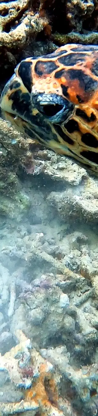 Tauchplatz «Maaya Thila» im Ari Atoll